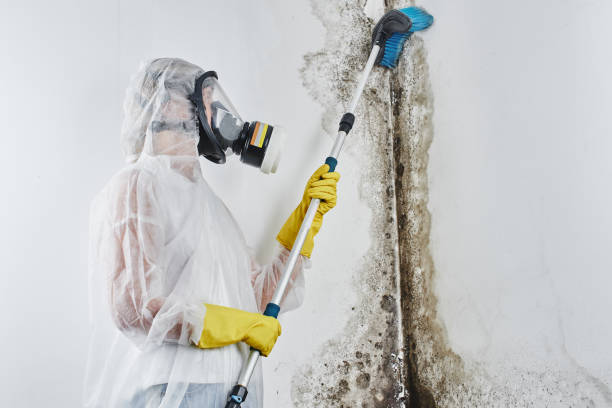 Best White Mold Remediation in Barnum Island, NY